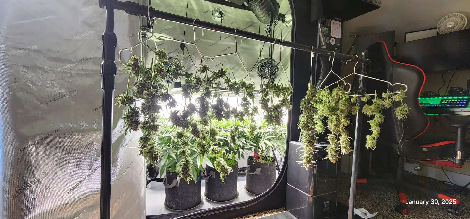 Candy Clone #1 - Divine Seeds — harvest, day 52