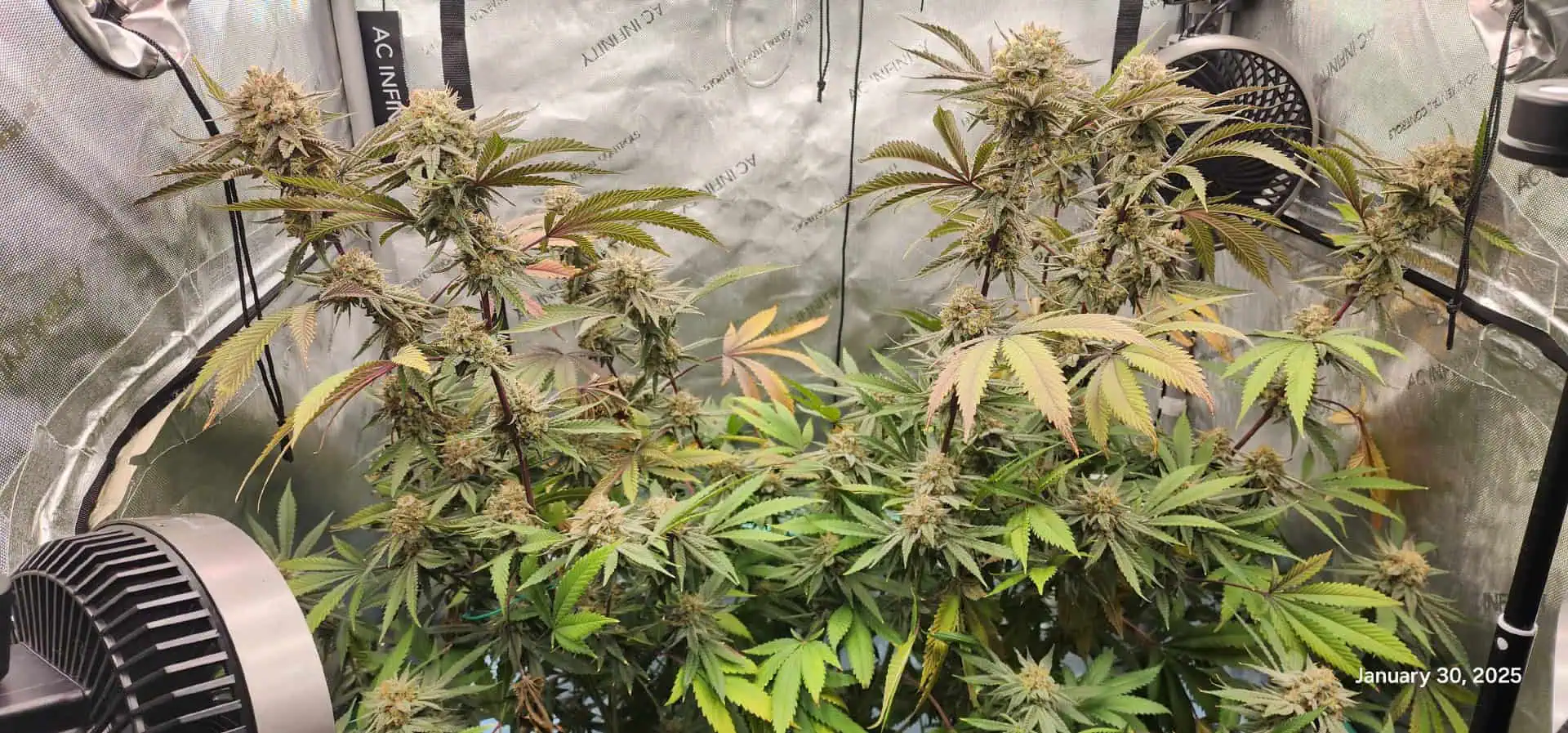 FBMP Clone(Gorilla Melon) run #1. — flower, day 52