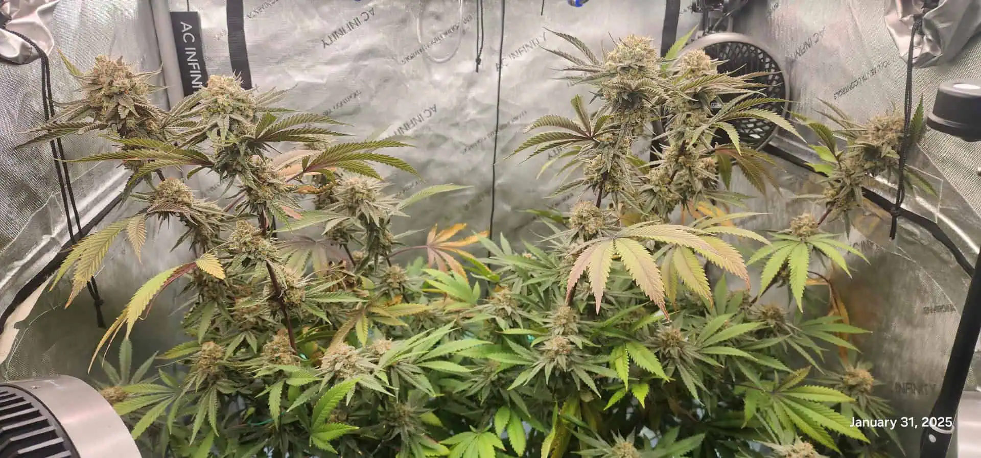 FBMP Clone(Gorilla Melon) run #1. — flower, day 53