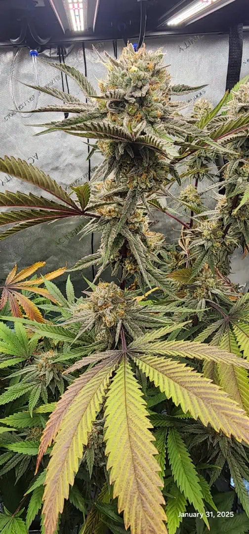 FBMP Clone(Gorilla Melon) run #1. — flower, day 53