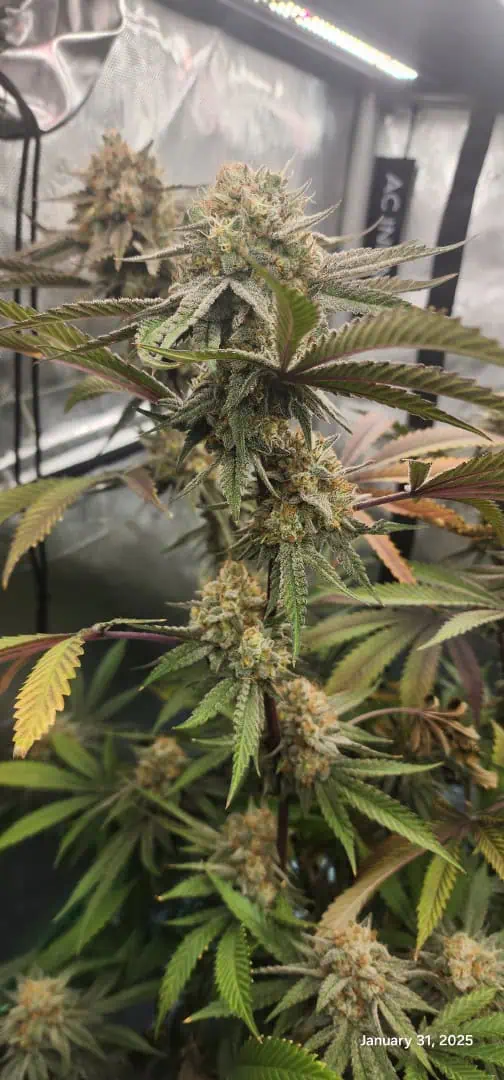 FBMP Clone(Gorilla Melon) run #1. — flower, day 53