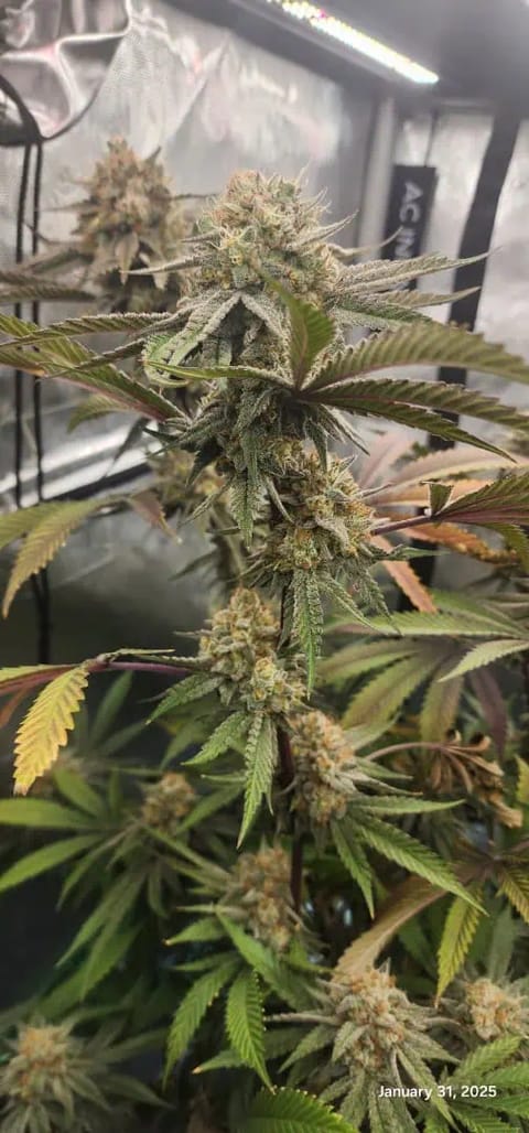 FBMP Clone(Gorilla Melon) run #1. — flower, day 53