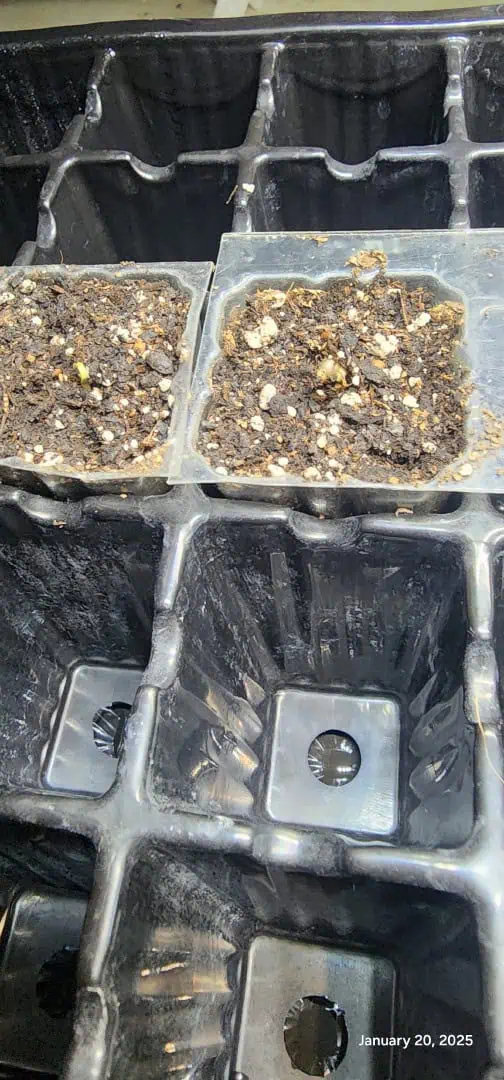 Foundational Legend — seedling_rooting, day 6