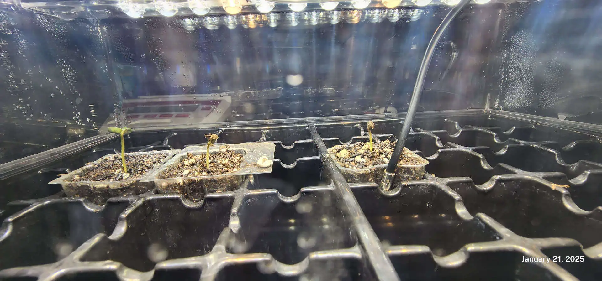 Foundational Legend — seedling_rooting, day 7