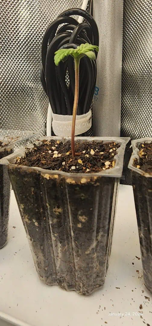 Foundational Legend — seedling_rooting, day 10