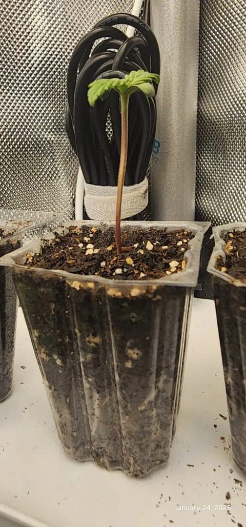 Foundational Legend — seedling_rooting, day 10