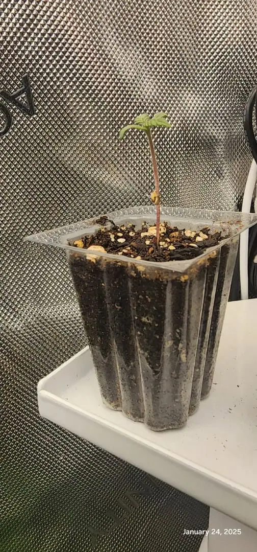 Foundational Legend — seedling_rooting, day 10