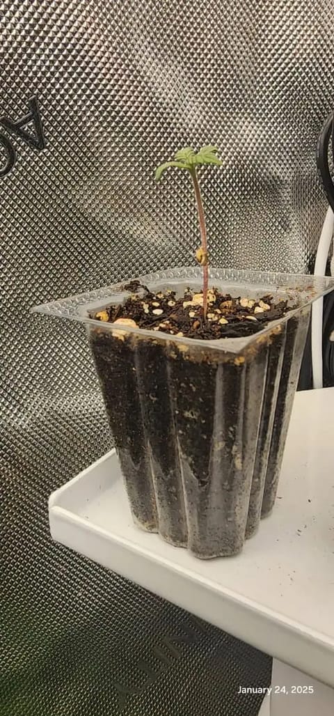 Foundational Legend — seedling_rooting, day 10