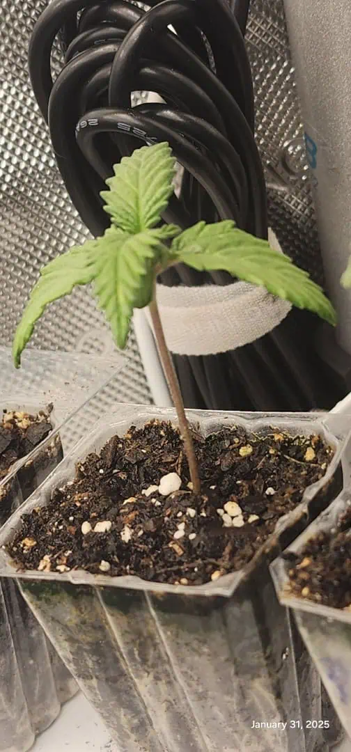 Foundational Legend — seedling_rooting, day 17