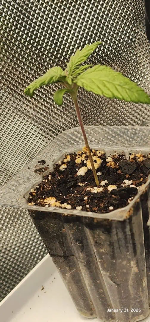 Foundational Legend — seedling_rooting, day 17