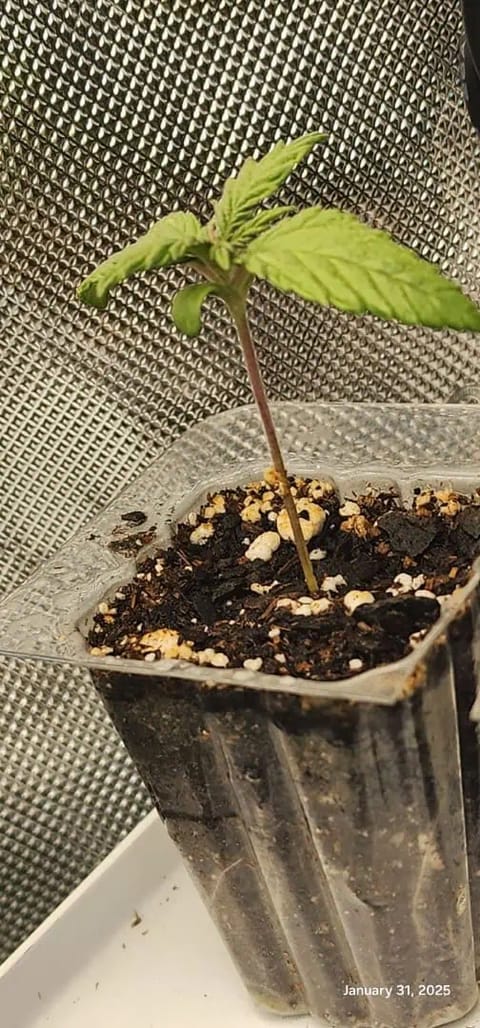 Foundational Legend — seedling_rooting, day 17