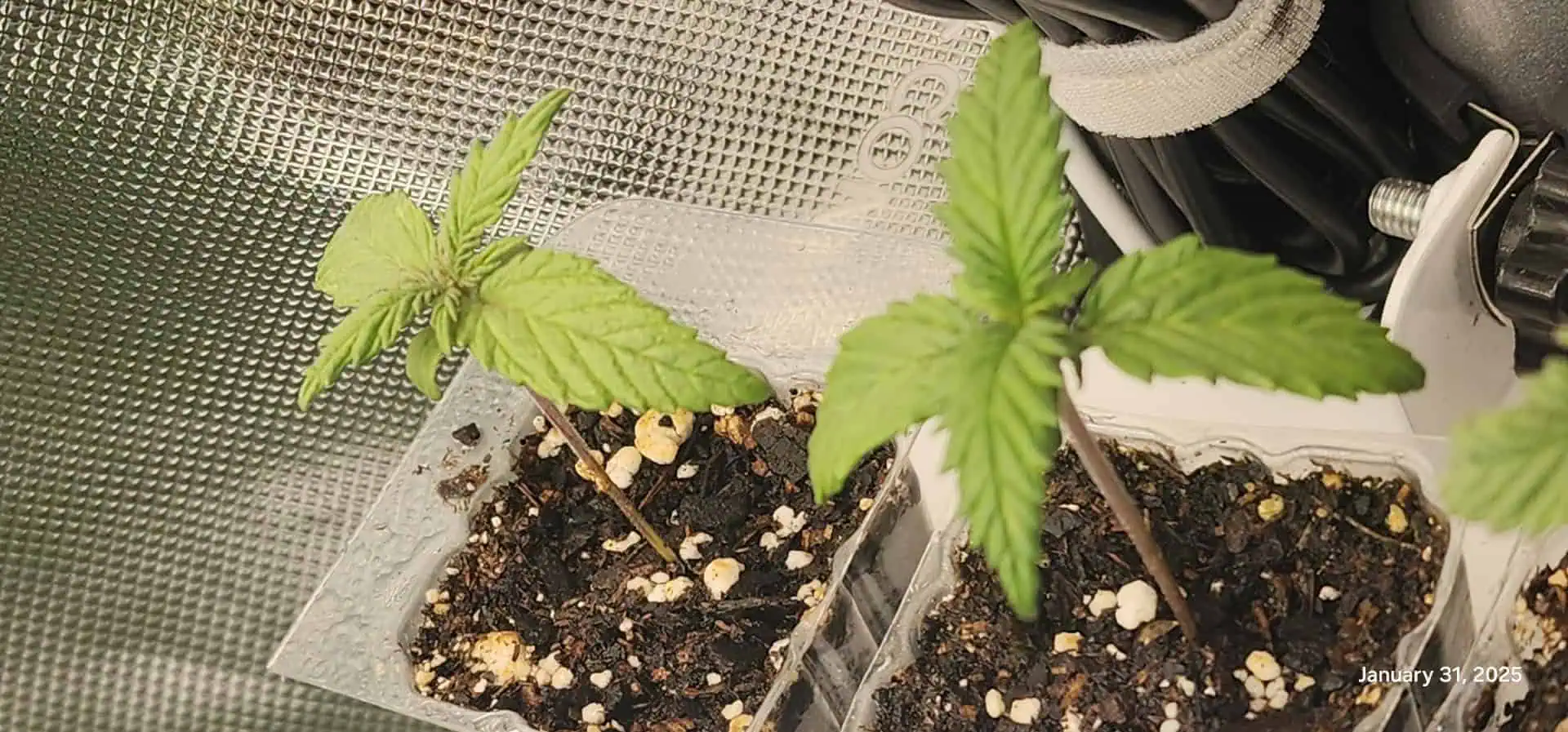 Foundational Legend — seedling_rooting, day 17