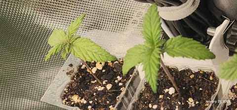 Foundational Legend — seedling_rooting, day 17
