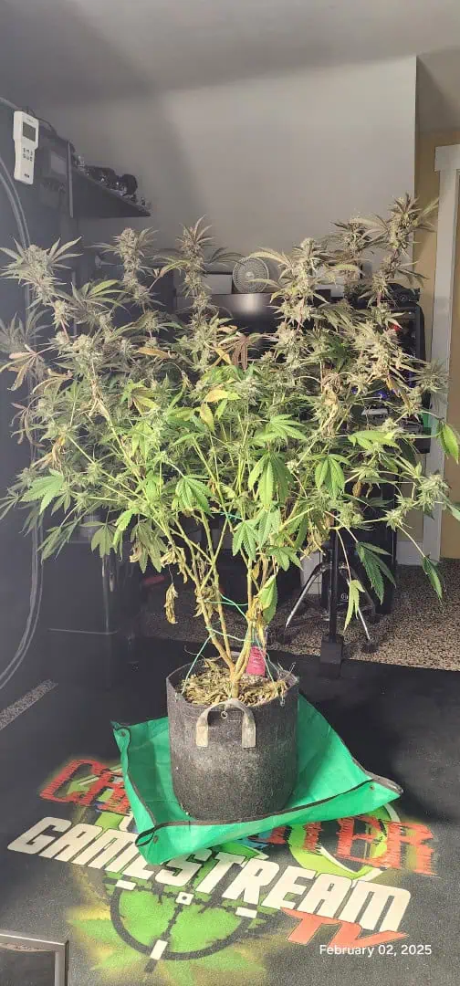 FBMP Clone(Gorilla Melon) run #1. — flower, day 55