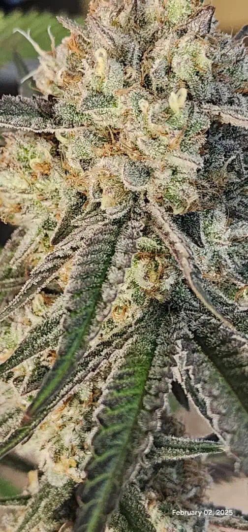 FBMP Clone(Gorilla Melon) run #1. — flower, day 55