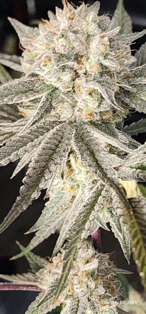 FBMP Clone(Gorilla Melon) run #1. — flower, day 55