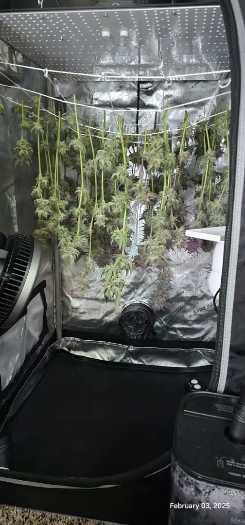 FBMP Clone(Gorilla Melon) run #1. — harvest, day 56