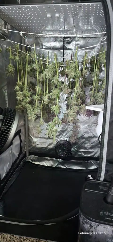 FBMP Clone(Gorilla Melon) run #1. — harvest, day 56