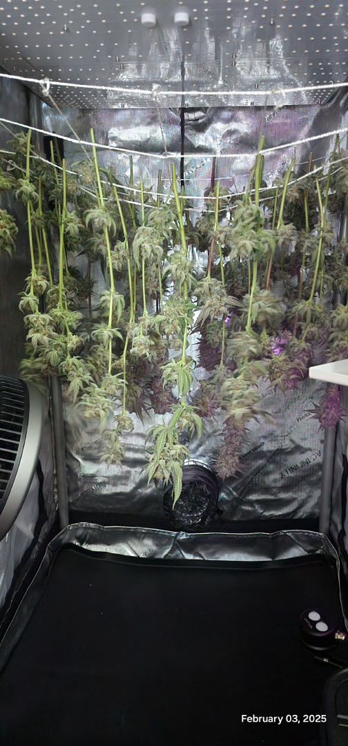 FBMP Clone(Gorilla Melon) run #1. — harvest, day 56