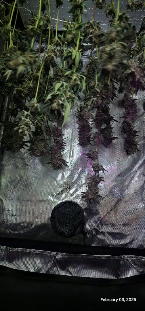 FBMP Clone(Gorilla Melon) run #1. — harvest, day 56