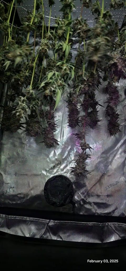 FBMP Clone(Gorilla Melon) run #1. — harvest, day 56
