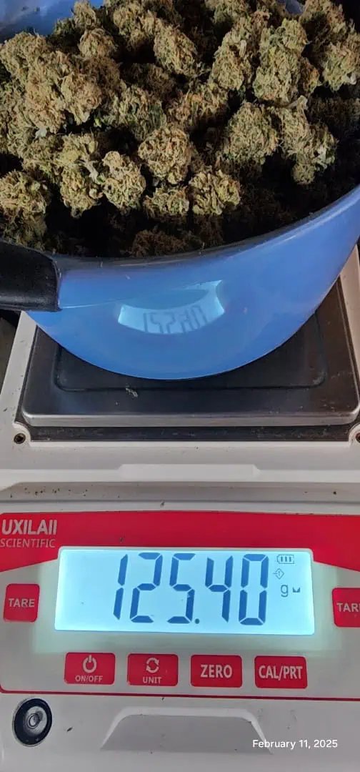 Candy Clone #1 - Divine Seeds