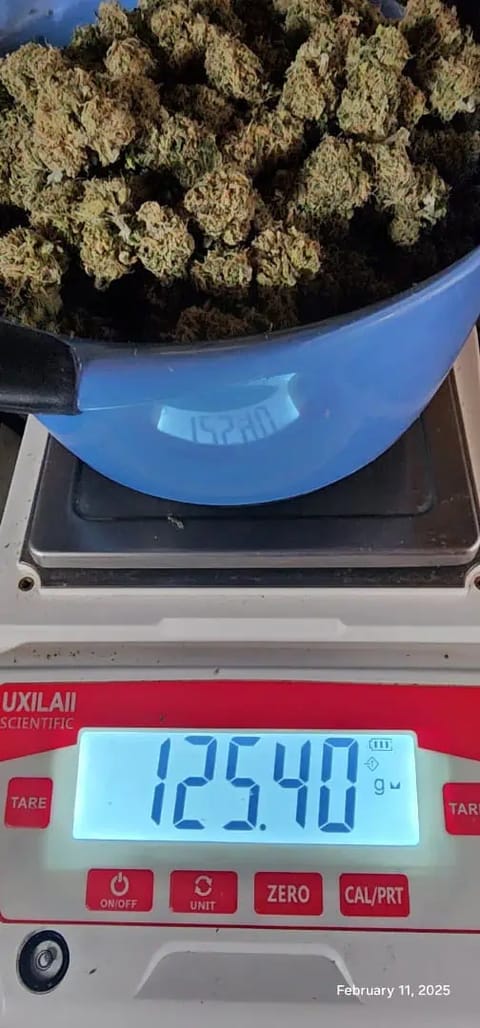 Candy Clone #1 - Divine Seeds