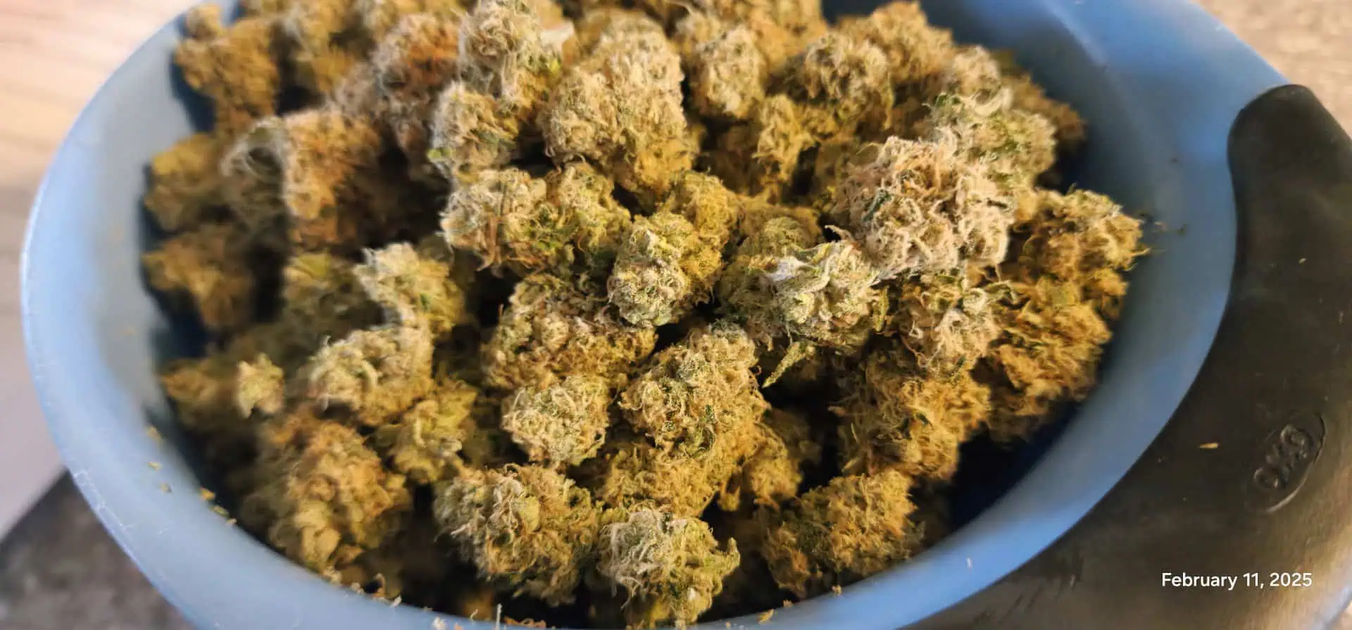 Candy Clone #1 - Divine Seeds — done, day 64