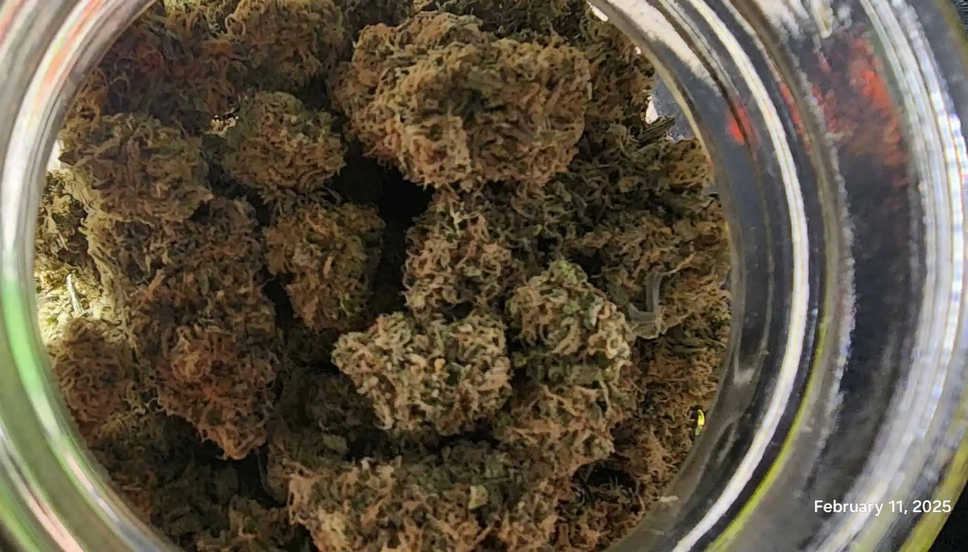 Candy Clone #1 - Divine Seeds — done, day 64