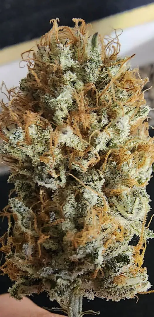 FBMP Clone(Gorilla Melon) run #1. — done, day 65