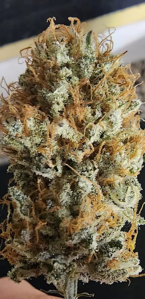 FBMP Clone(Gorilla Melon) run #1. — done, day 65
