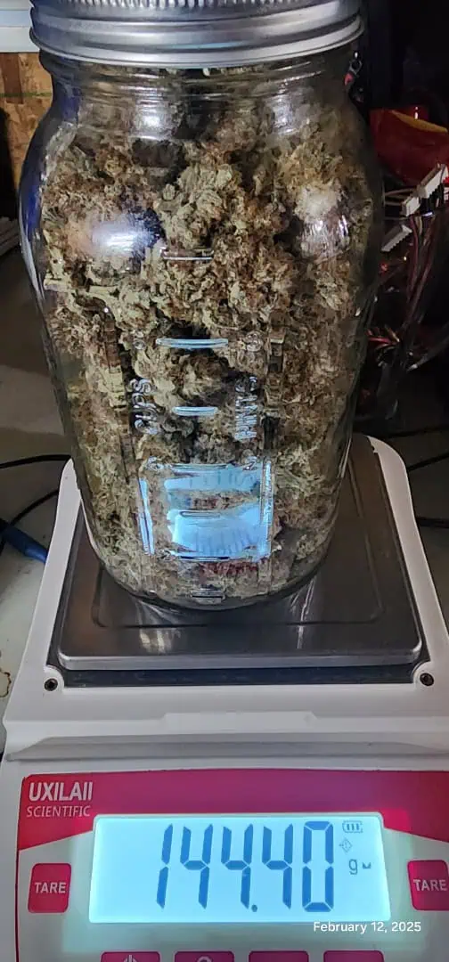 FBMP Clone(Gorilla Melon) run #1. — done, day 65