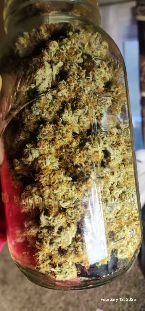 FBMP Clone(Gorilla Melon) run #1. — done, day 65