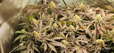 Breeder Test Run — flower, day 1