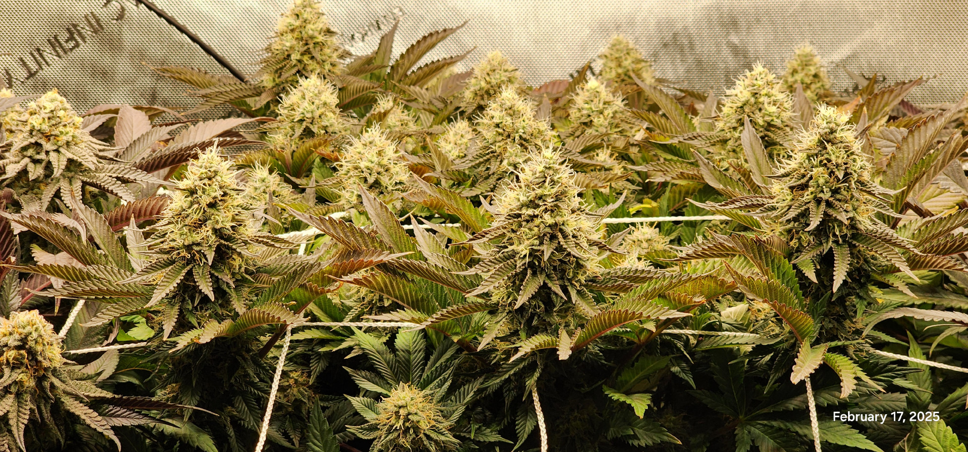 Breeder Test Run — flower, day 1