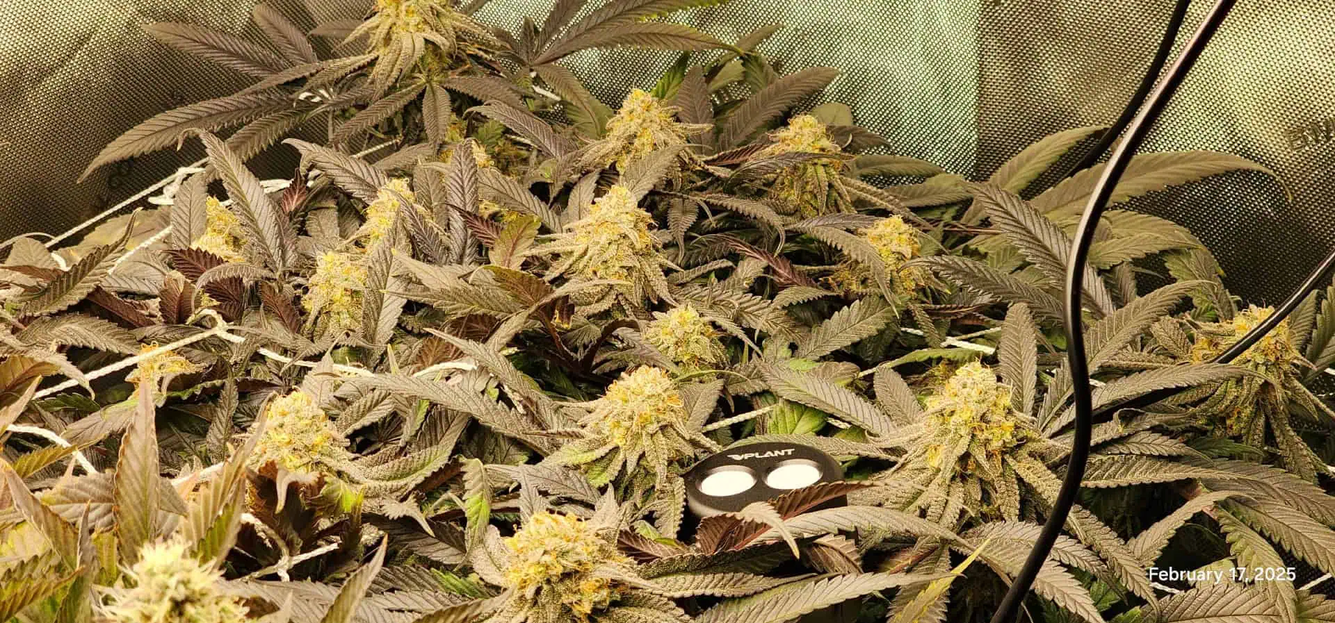 Breeder Test Run — flower, day 1