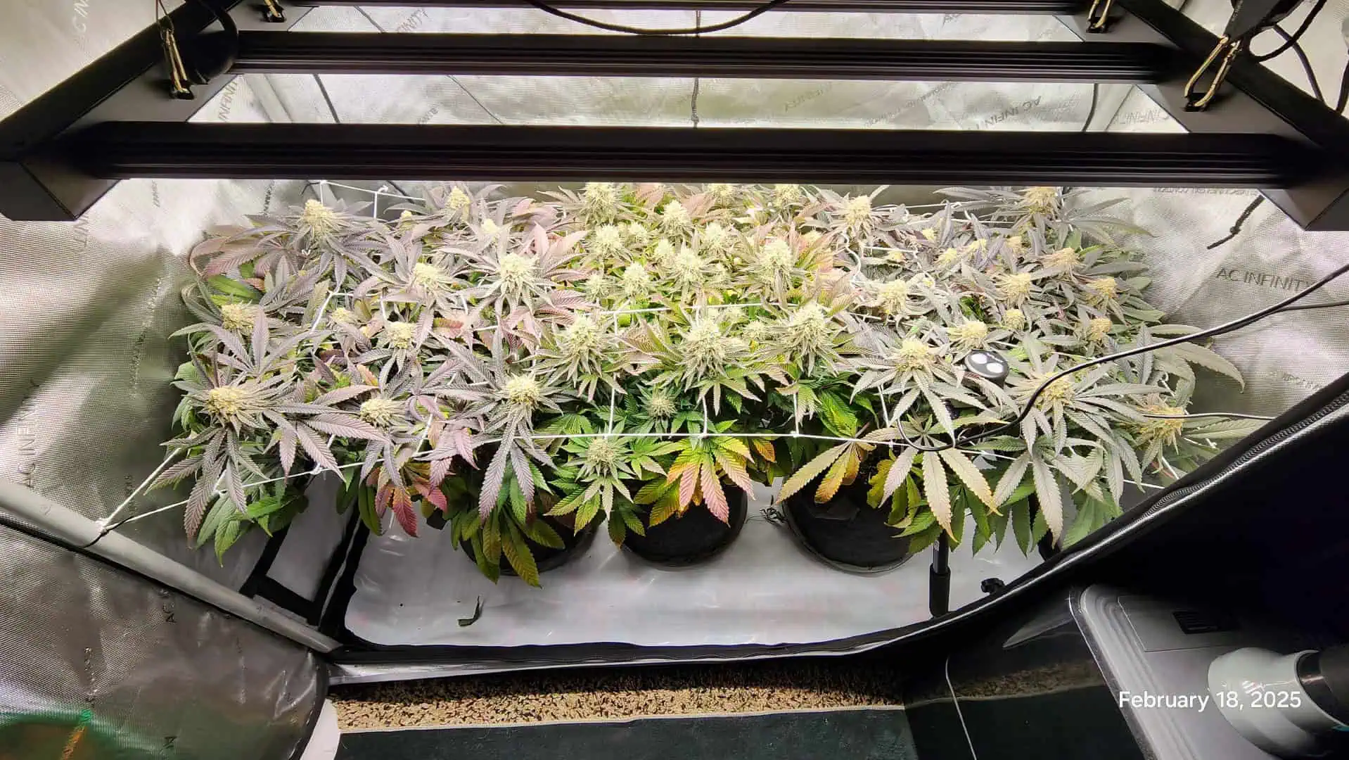 Breeder Test Run — flower, day 2