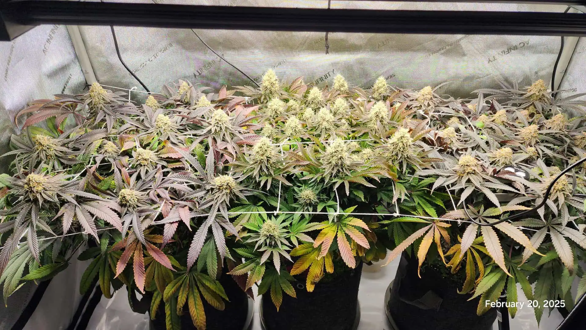 Breeder Test Run — flower, day 4