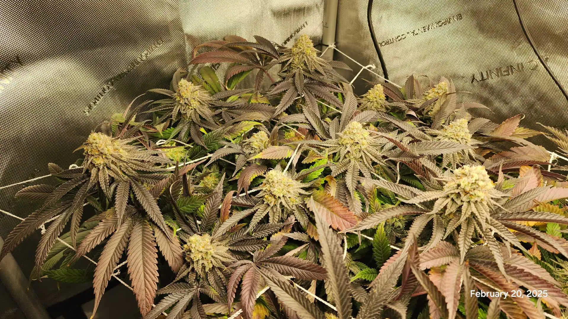 Breeder Test Run — flower, day 4