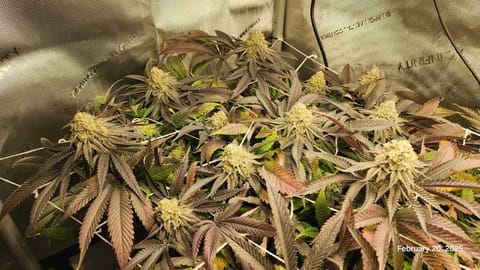 Breeder Test Run — flower, day 4