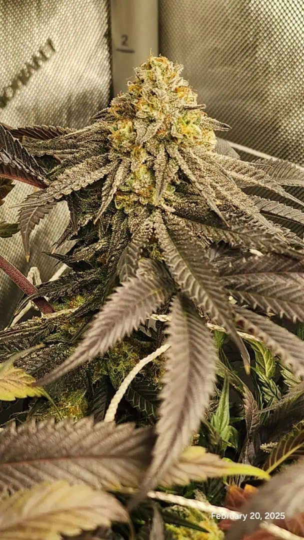 Breeder Test Run — flower, day 4