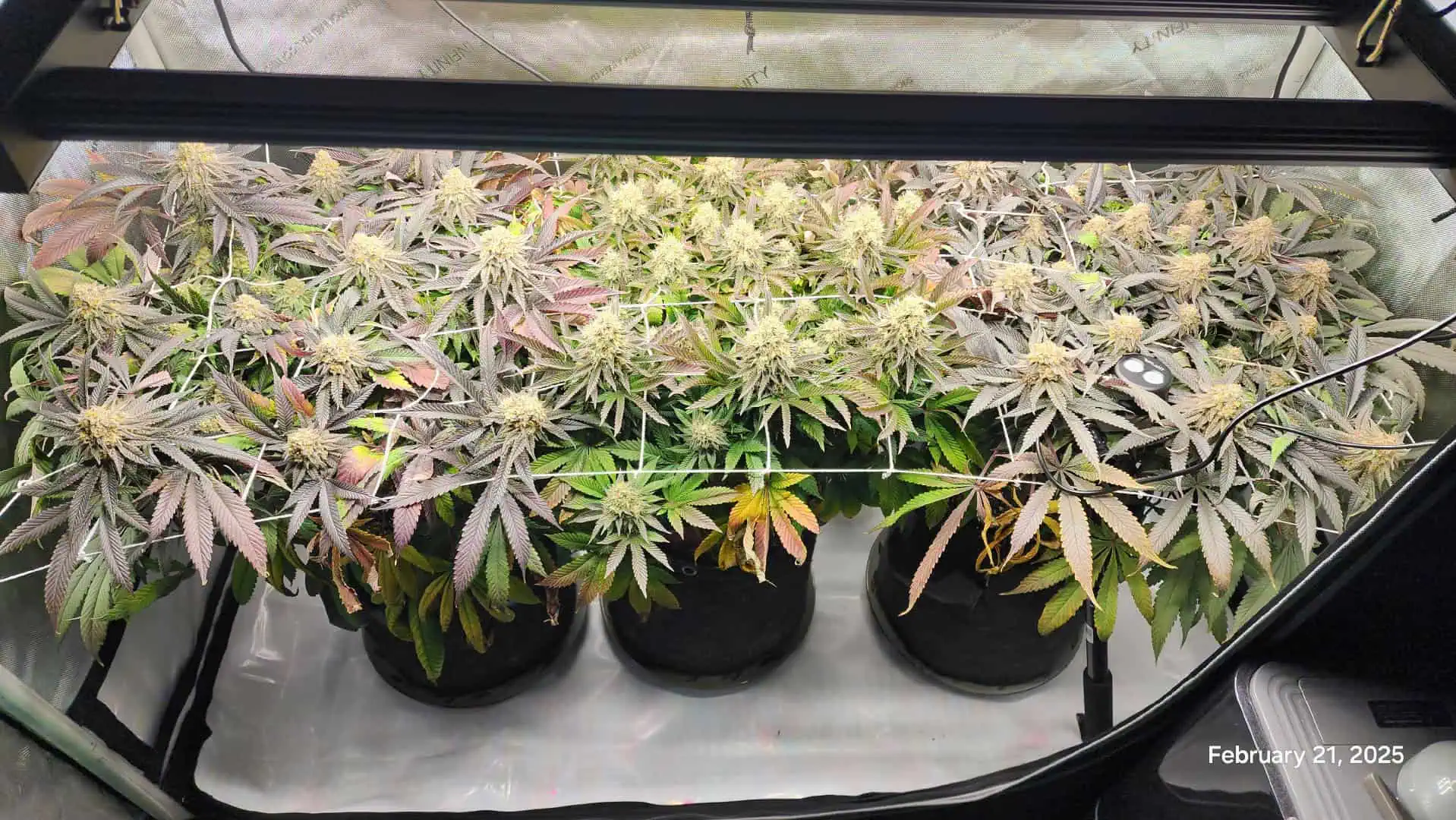 Breeder Test Run — flower, day 5