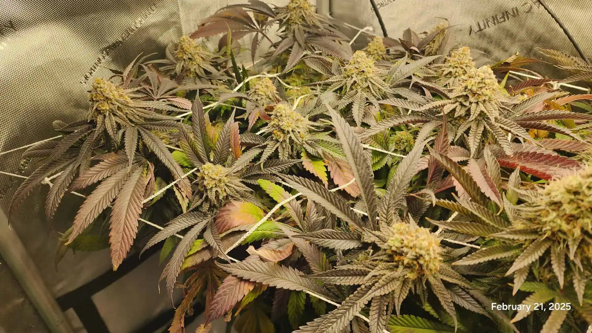 Breeder Test Run — flower, day 5