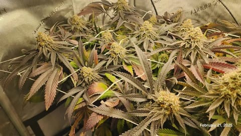 Breeder Test Run — flower, day 5