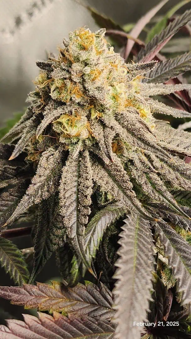 Breeder Test Run — flower, day 5