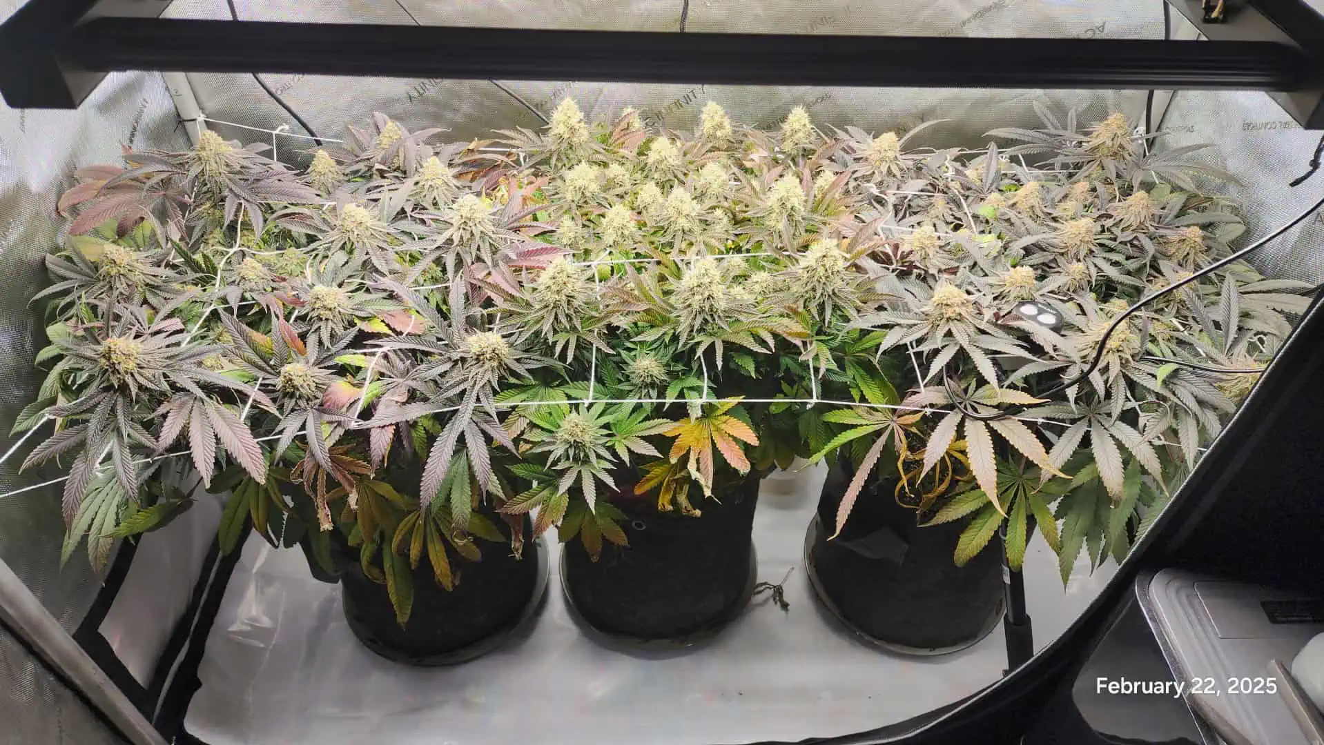 Breeder Test Run — flower, day 6