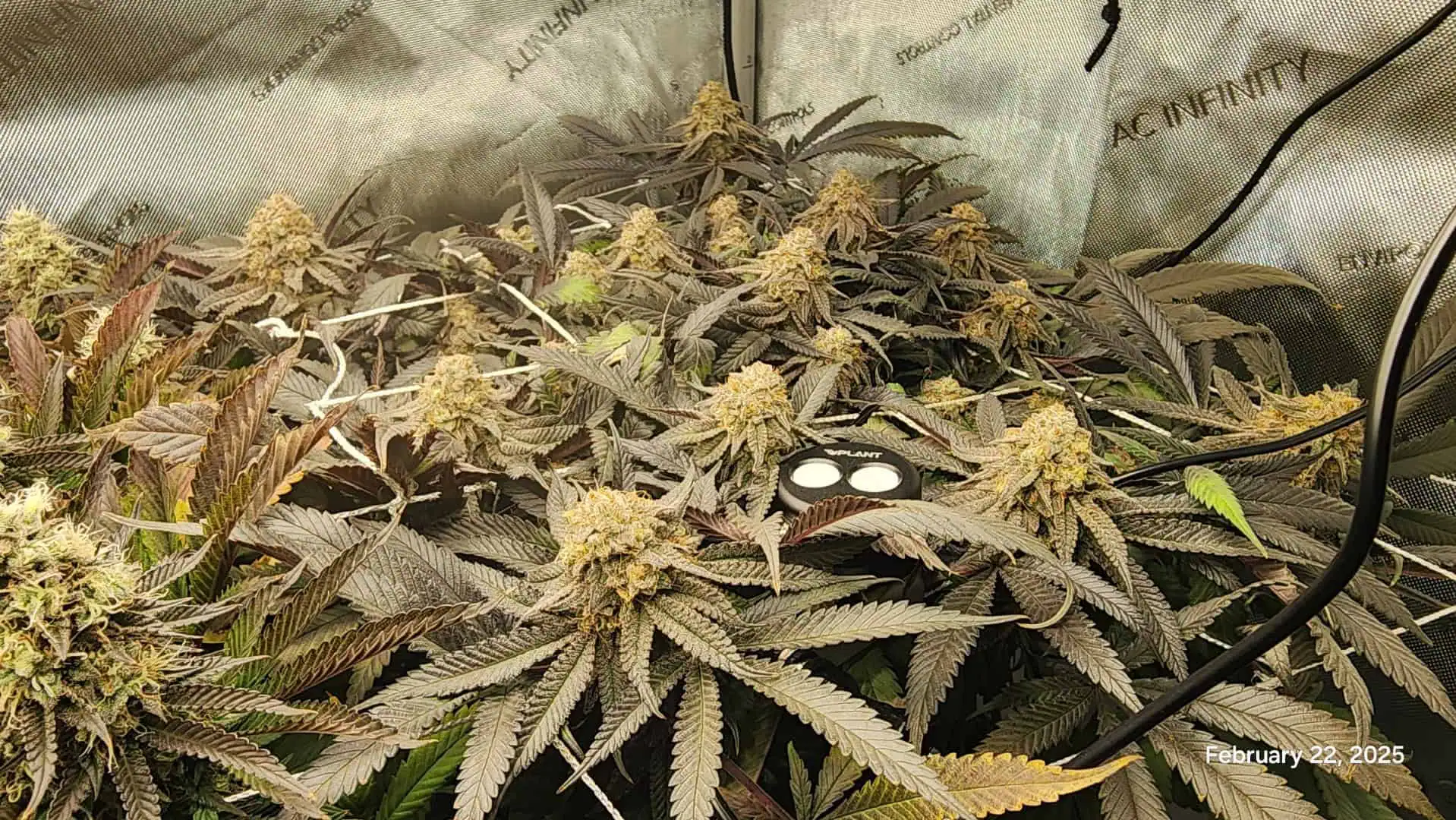 Breeder Test Run — flower, day 6