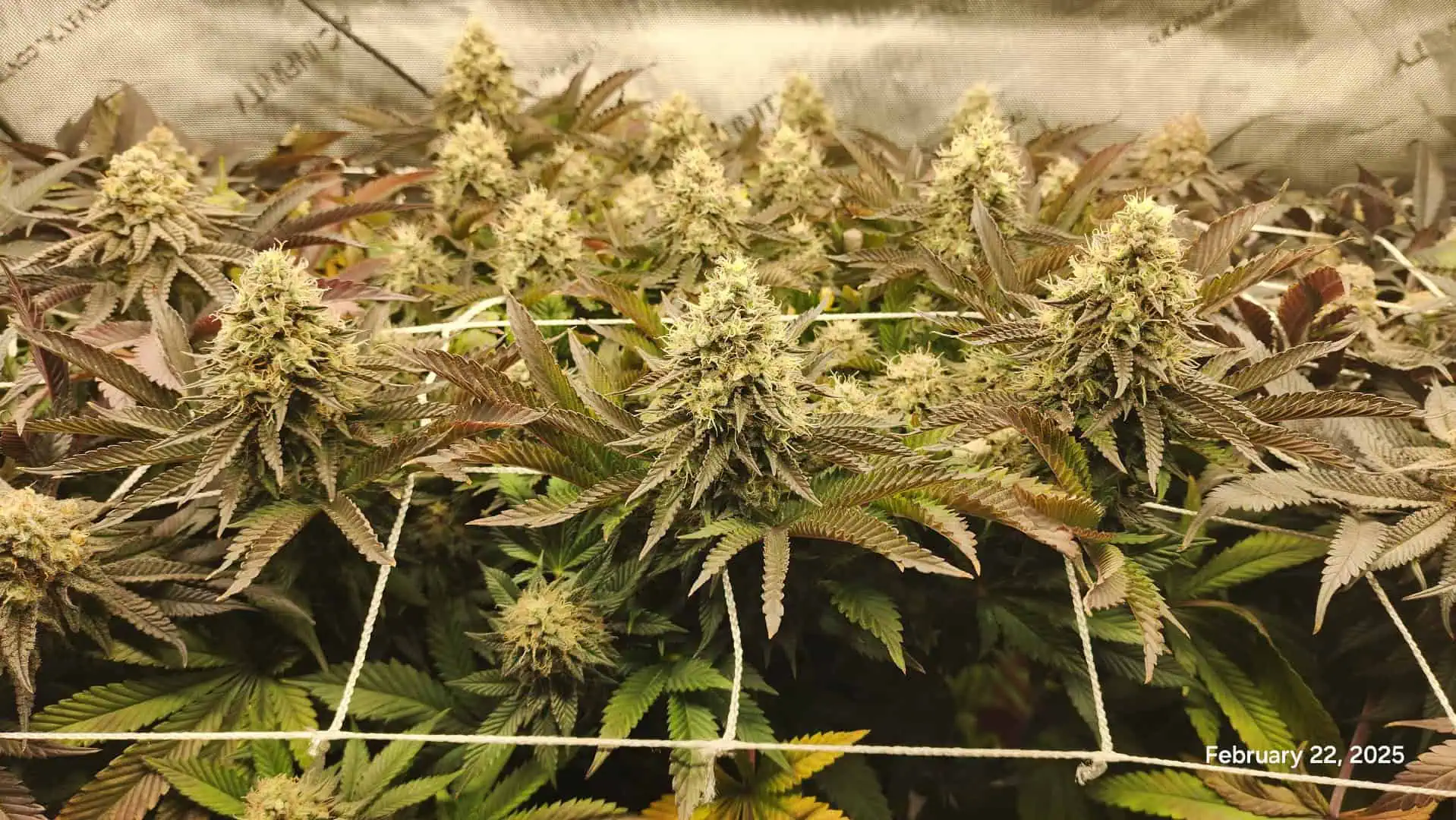 Breeder Test Run — flower, day 6