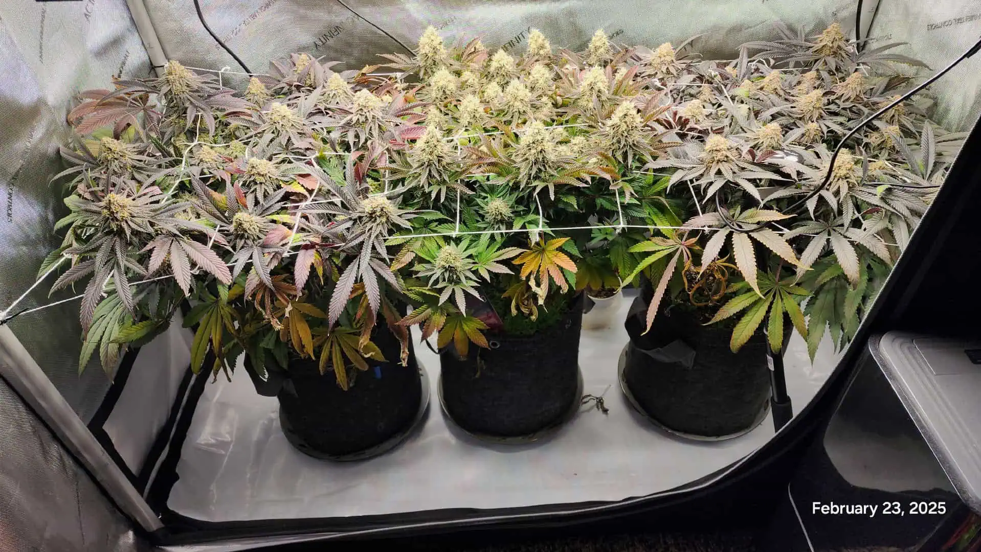 Breeder Test Run — flower, day 7