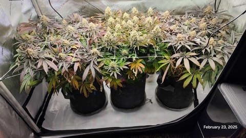 Breeder Test Run — flower, day 7